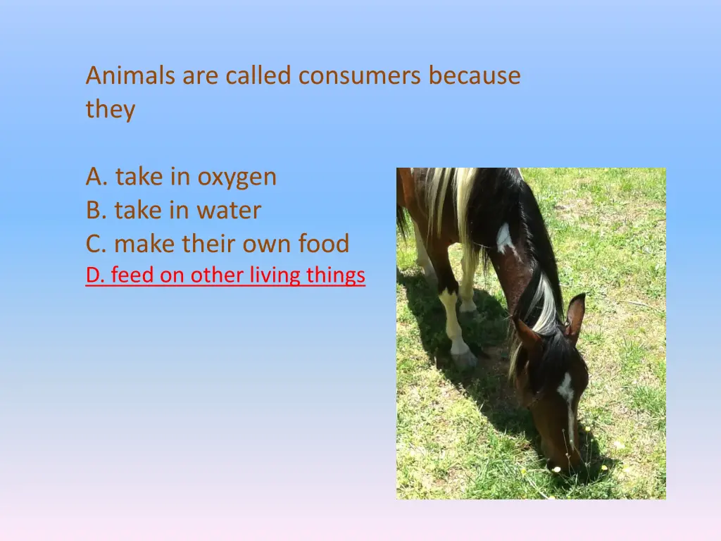 animals are called consumers because they a take 1