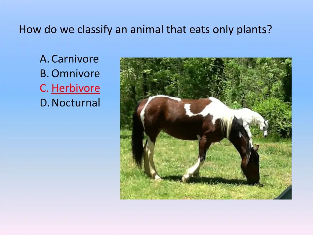 how do we classify an animal that eats only plants 1