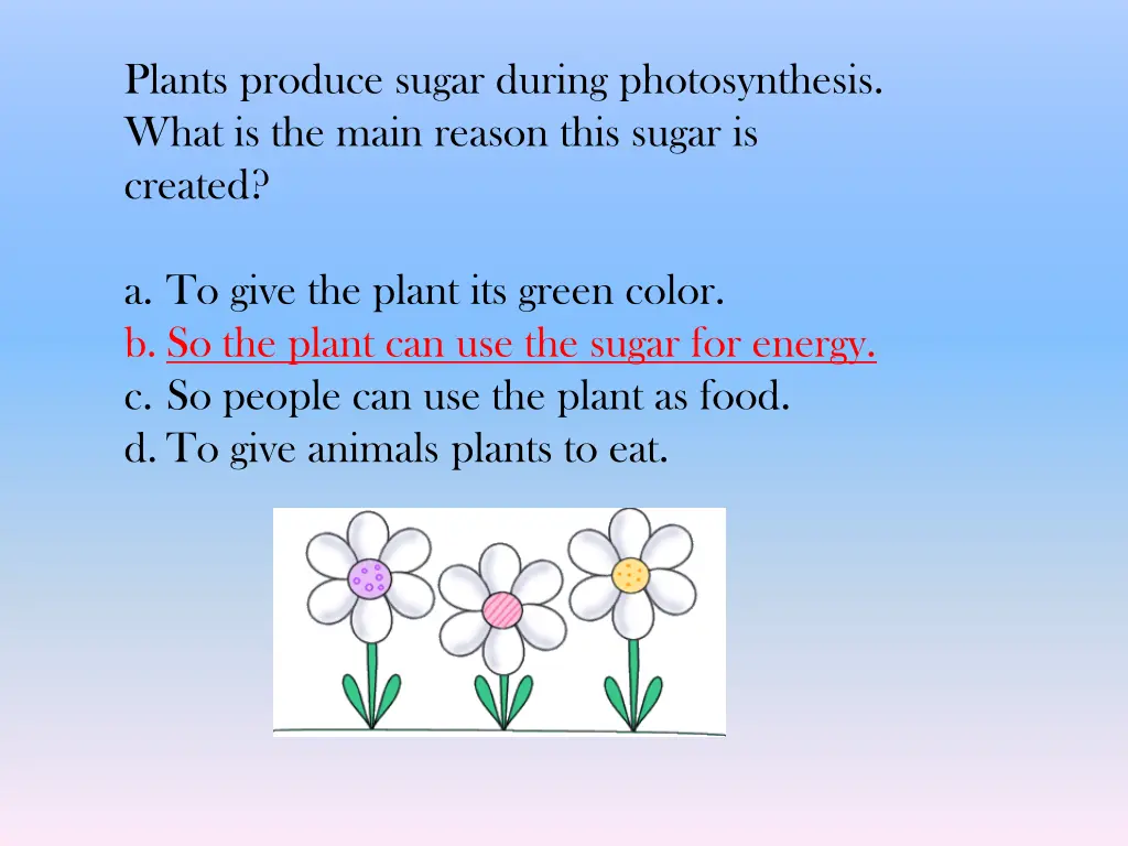plants produce sugar during photosynthesis what 1