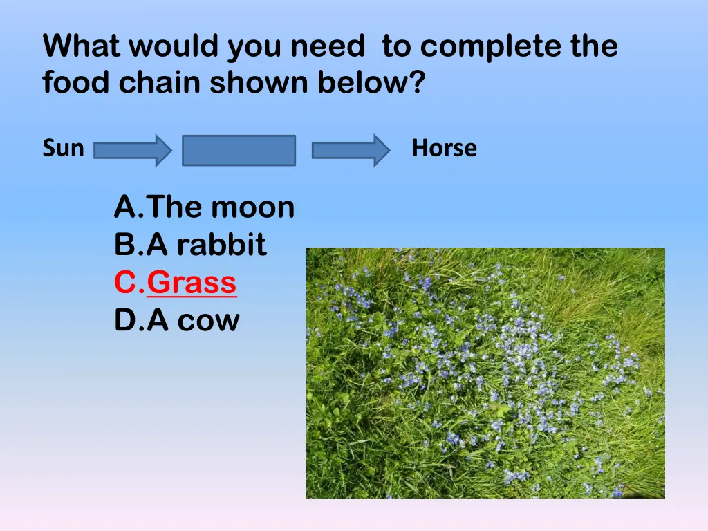 what would you need to complete the food chain 1