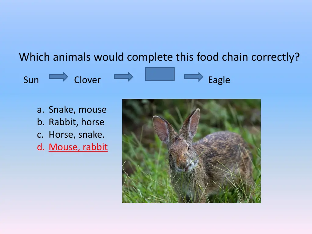 which animals would complete this food chain 1