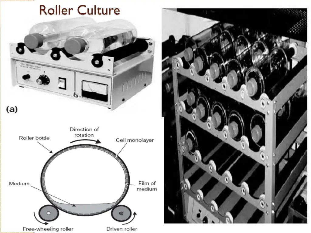 roller culture