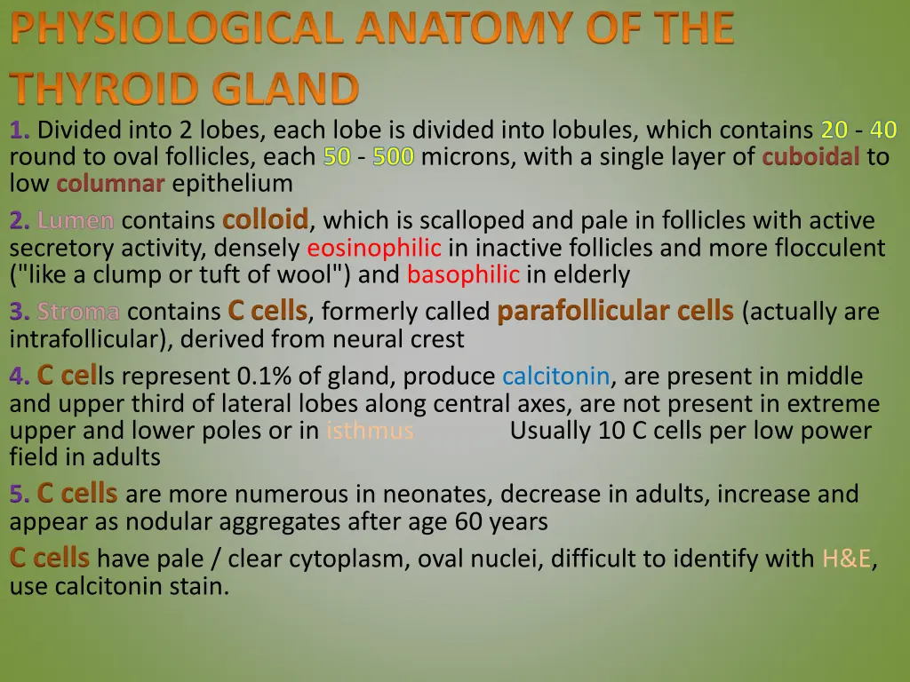 physiological anatomy of the thyroid gland
