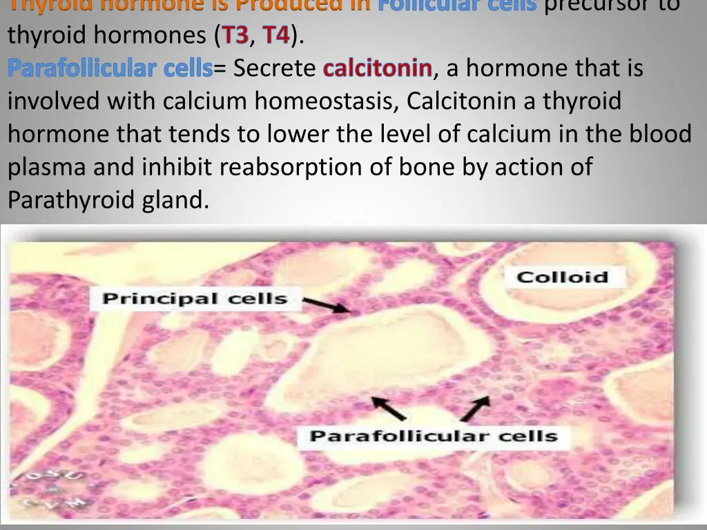 thyroid hormone is produced in follicular cells