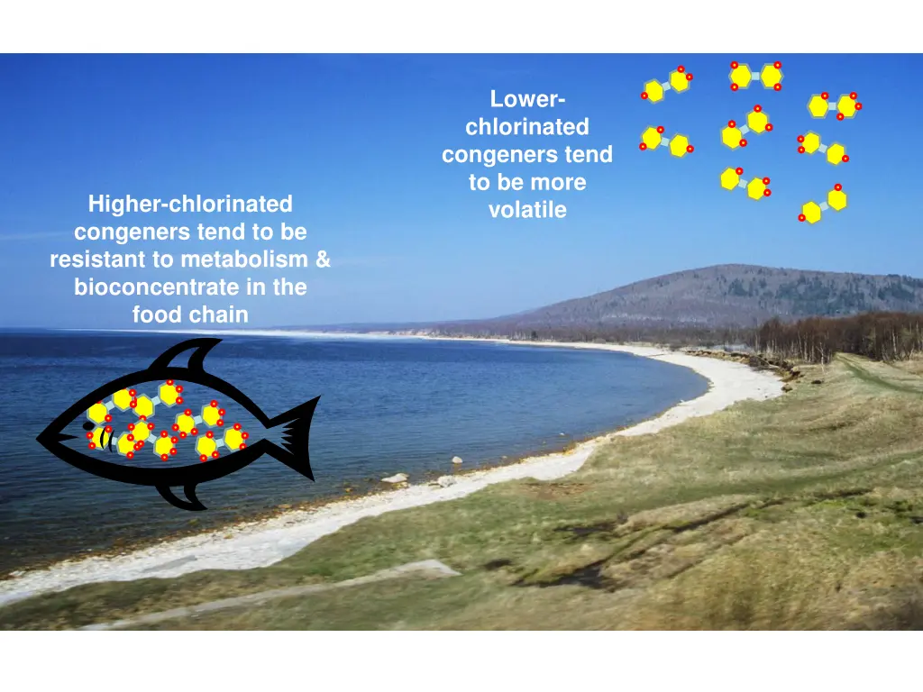 lower chlorinated congeners tend to be more