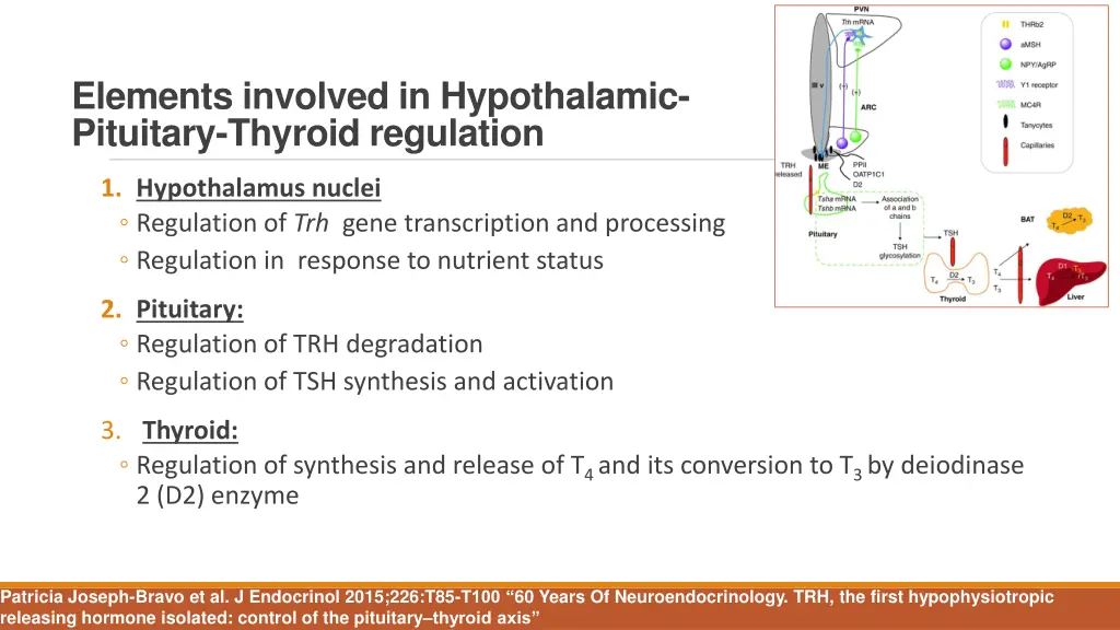 elements involved in hypothalamic pituitary