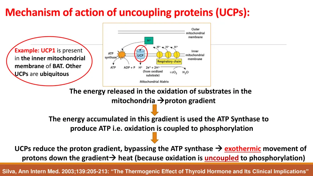 mechanism of action of uncoupling proteins ucps