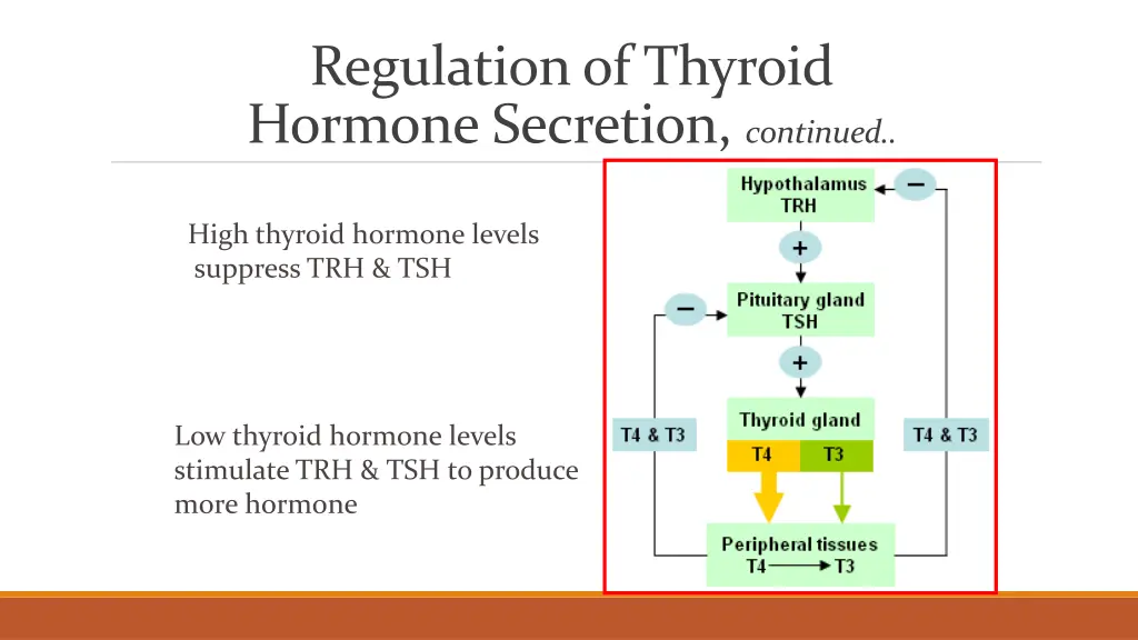 regulation of thyroid hormone secretion continued 1