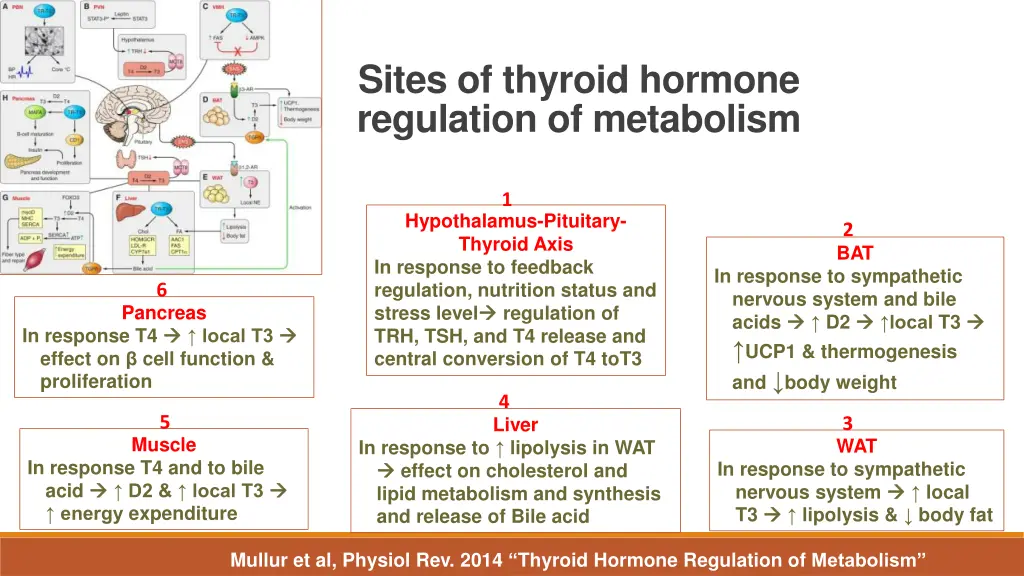 sites of thyroid hormone regulation of metabolism
