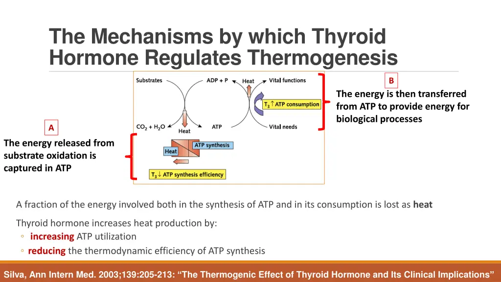 the mechanisms by which thyroid hormone regulates