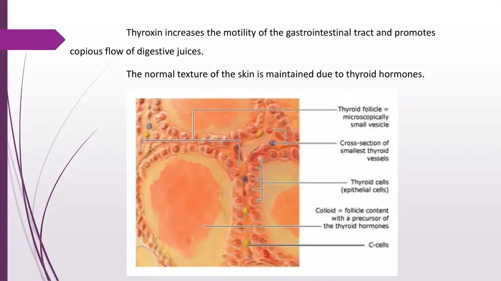 thyroxin increases the motility