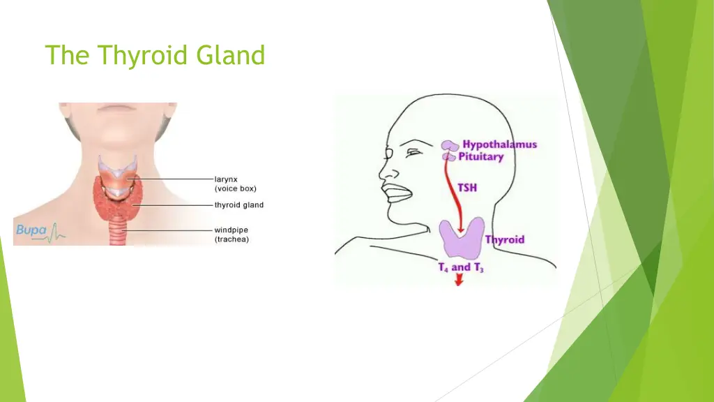 the thyroid gland