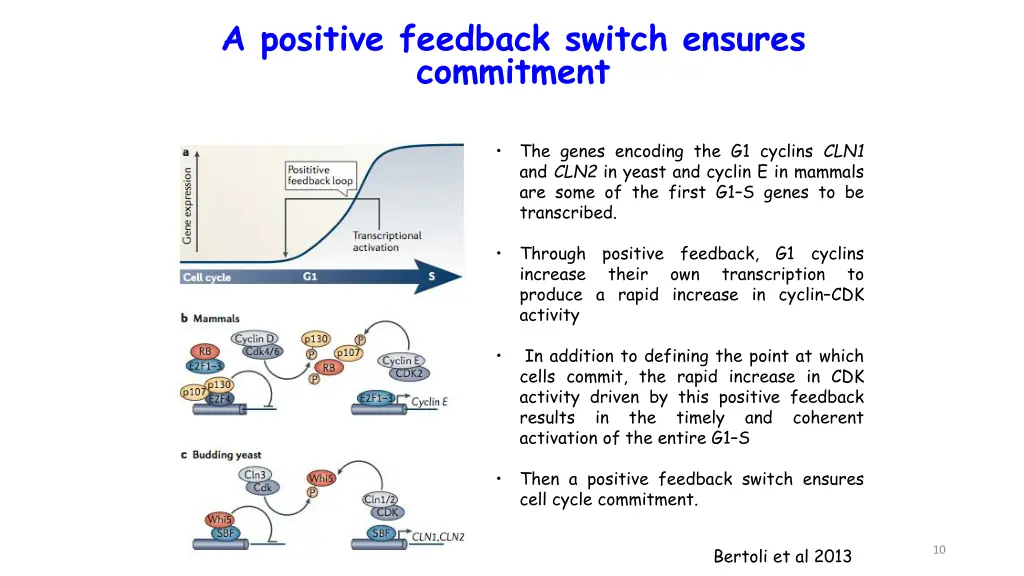 a positive feedback switch ensures commitment