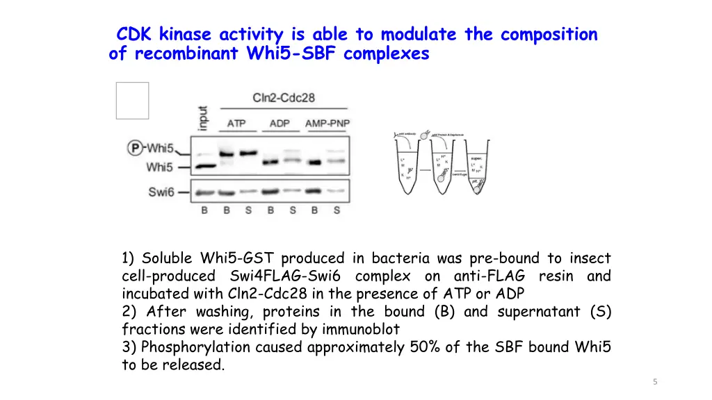 cdk kinase activity is able to modulate