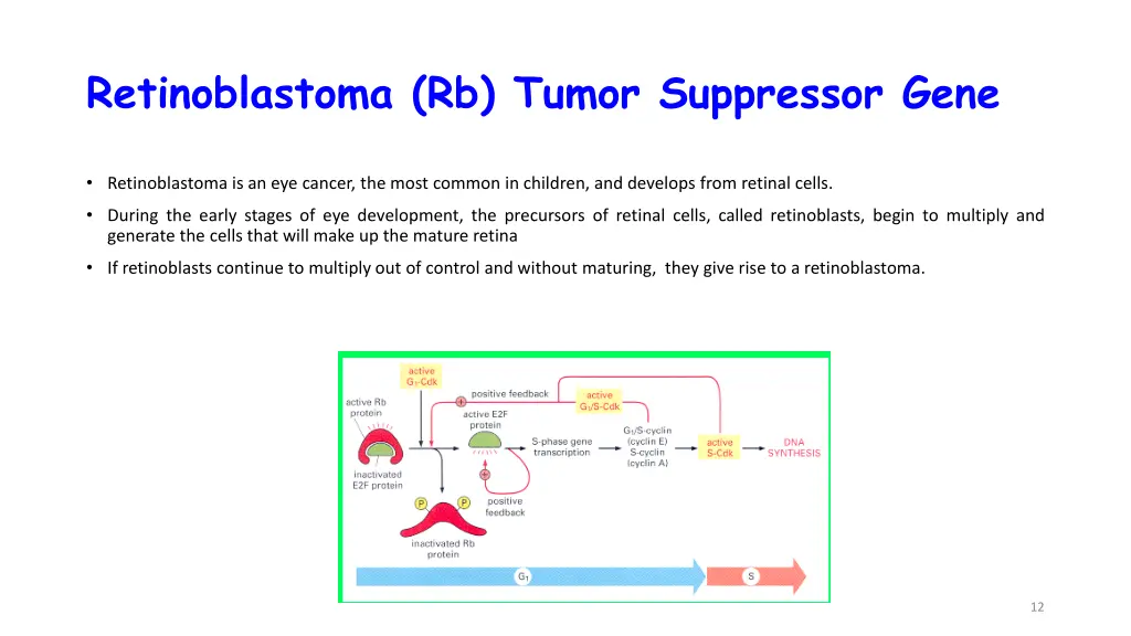retinoblastoma rb tumor suppressor gene