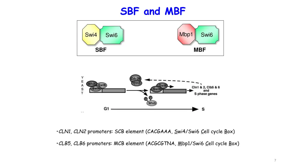 sbf and mbf