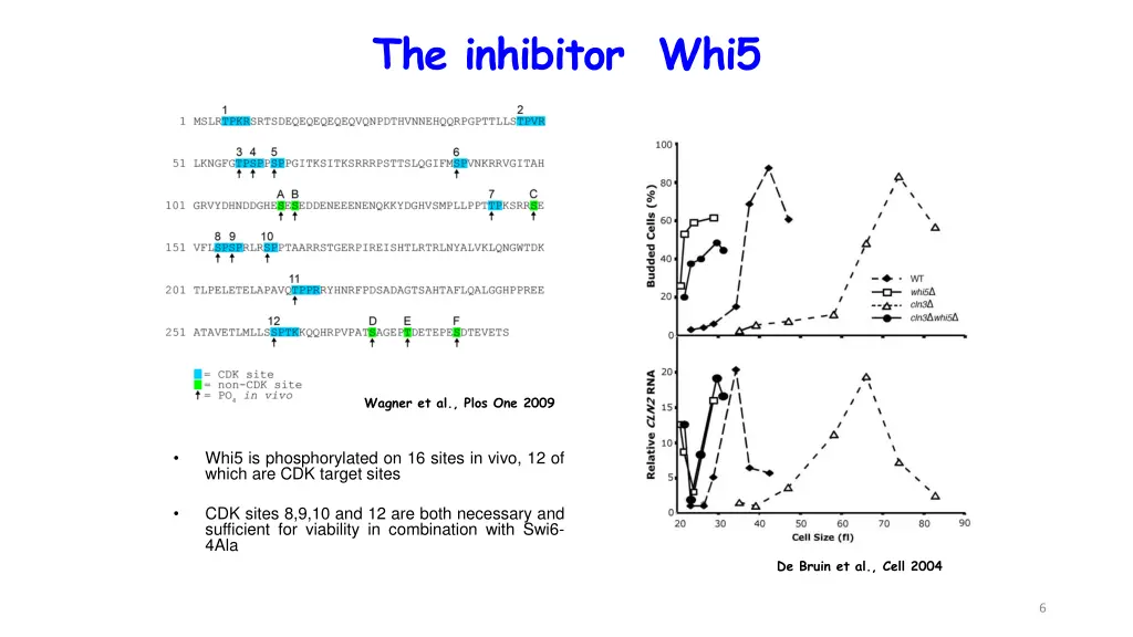the inhibitor whi5