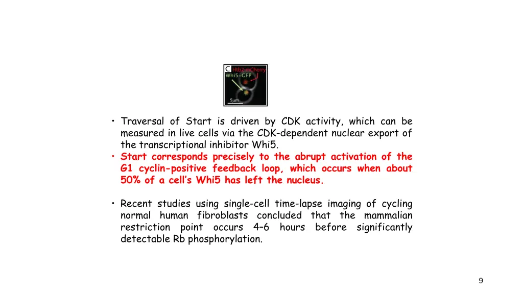 traversal of start is driven by cdk activity