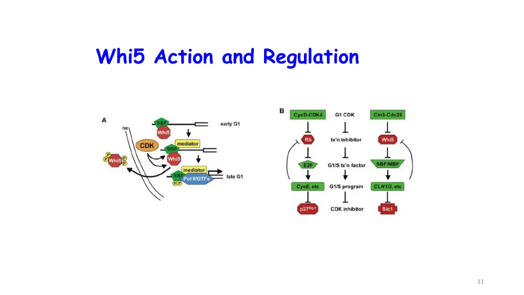 whi5 action and regulation