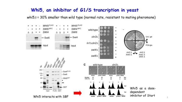 whi5 an inhibitor of g1 s trancription in yeast