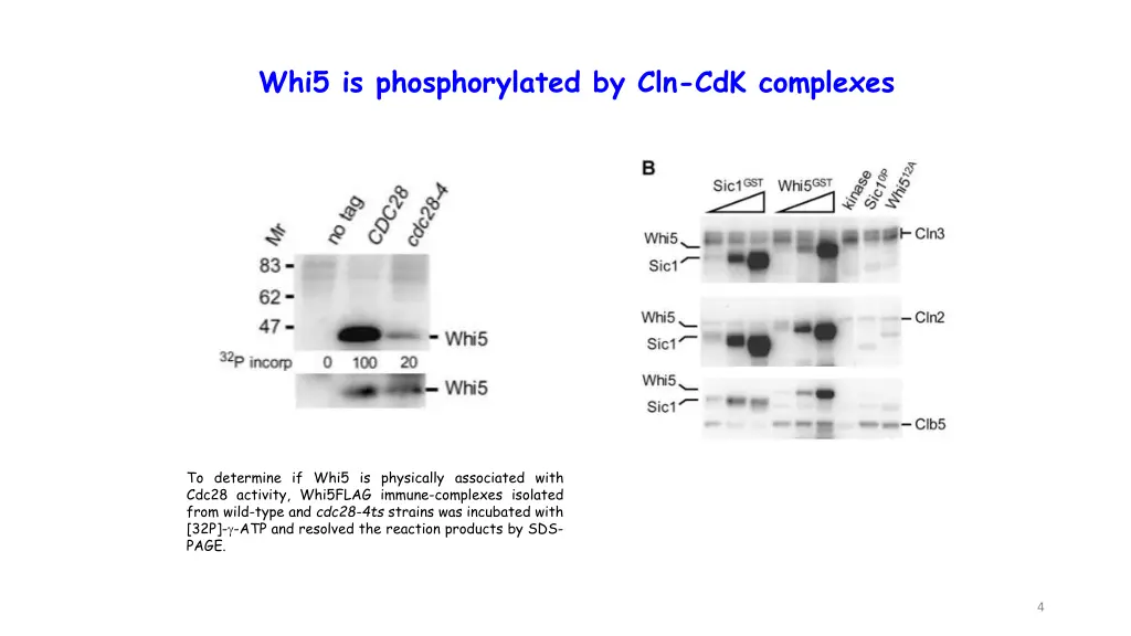 whi5 is phosphorylated by cln cdk complexes