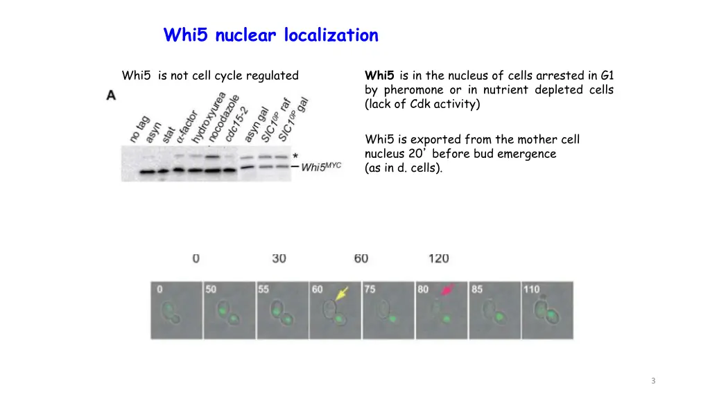 whi5 nuclear localization