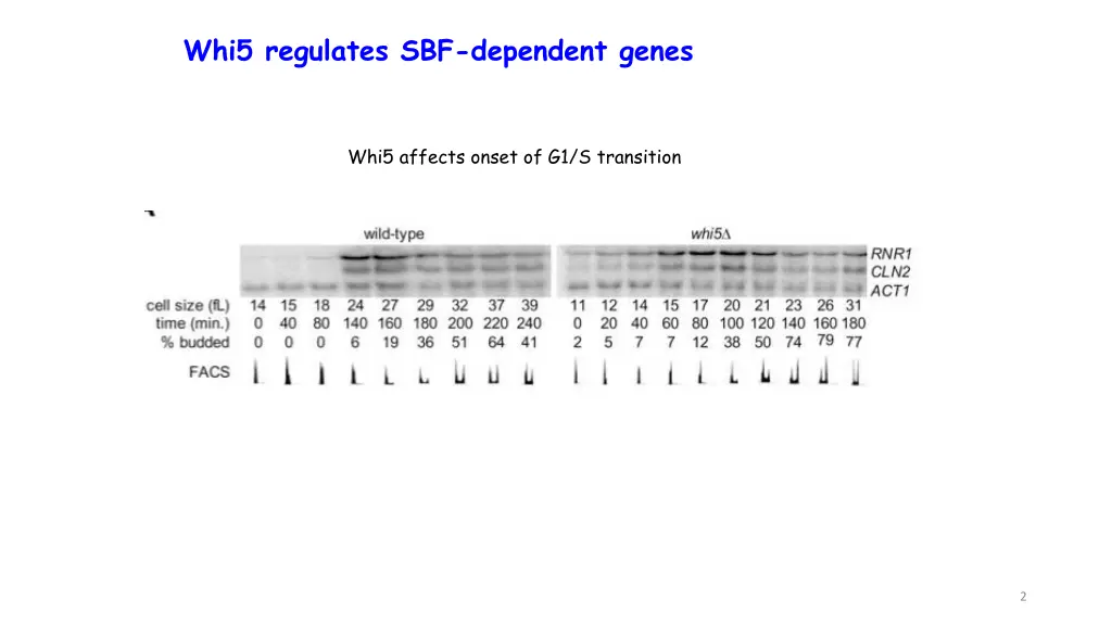 whi5 regulates sbf dependent genes