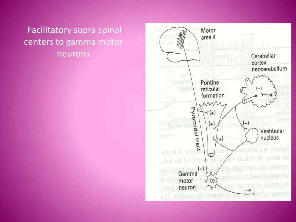 facilitatory supra spinal centers to gamma motor