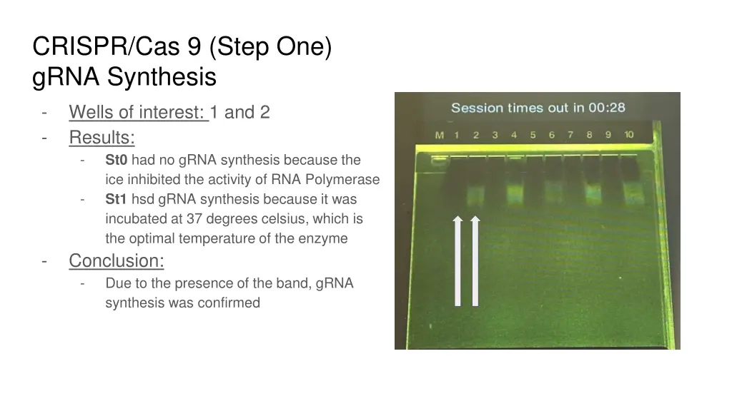 crispr cas 9 step one grna synthesis