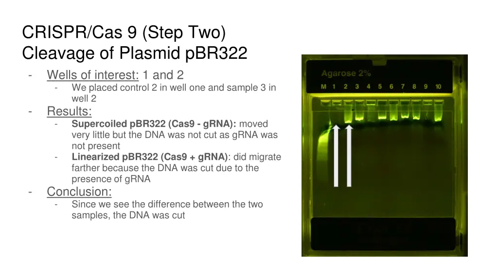 crispr cas 9 step two cleavage of plasmid pbr322