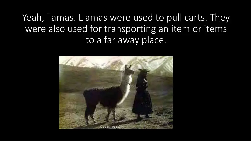 yeah llamas llamas were used to pull carts they