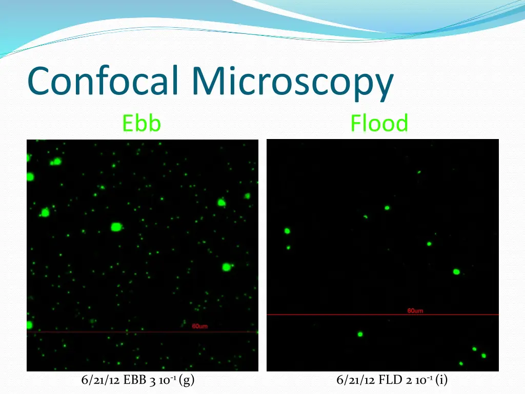 confocal microscopy ebb