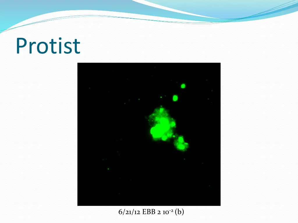 protist