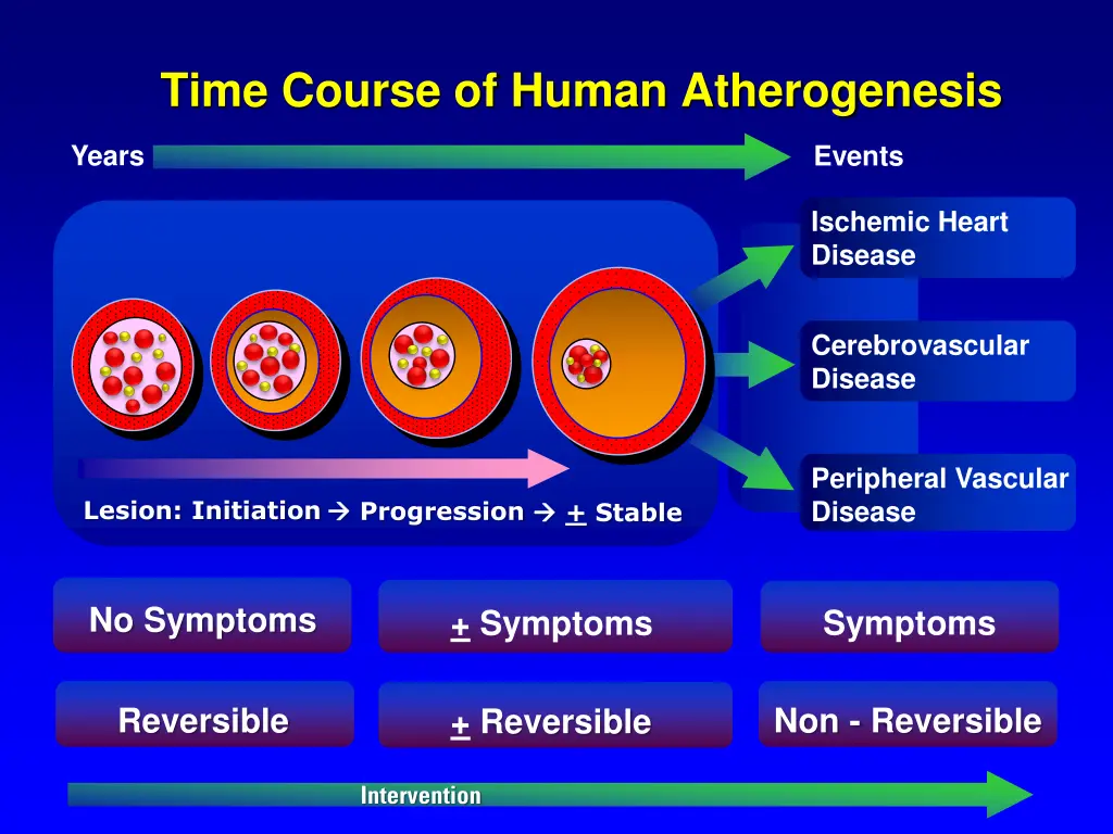 time course of human atherogenesis