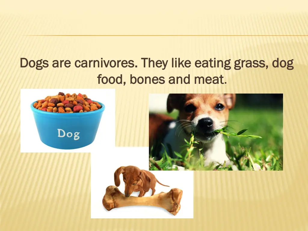dogs dogs are