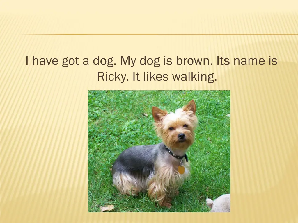 i have got a dog my dog is brown its name