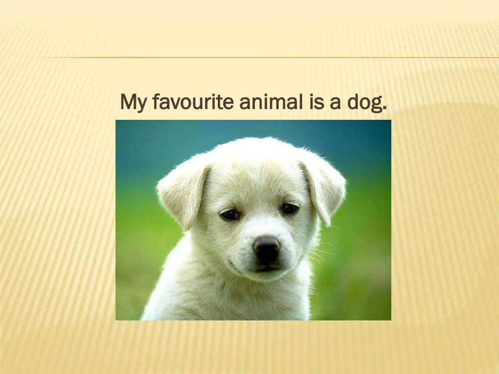 my my favourite favourite animal