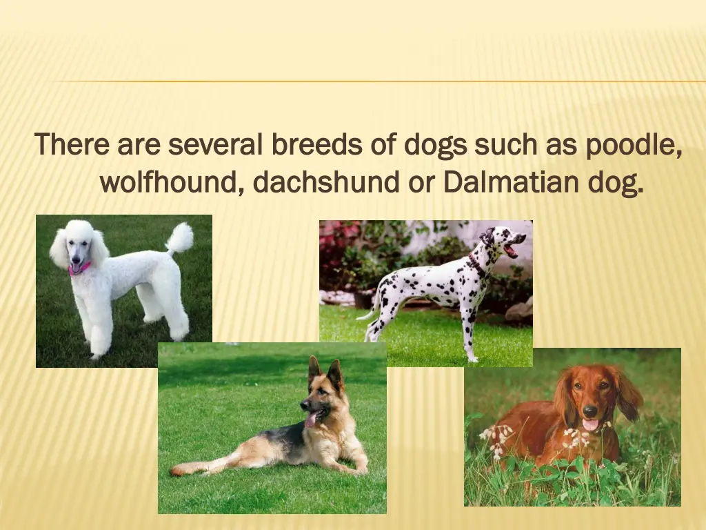 there there are wolfhound wolfhound dachshund