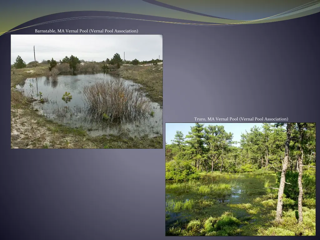 barnstable ma vernal pool vernal pool association