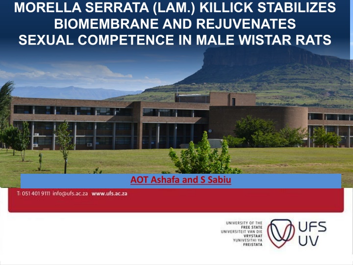 morella serrata lam killick stabilizes