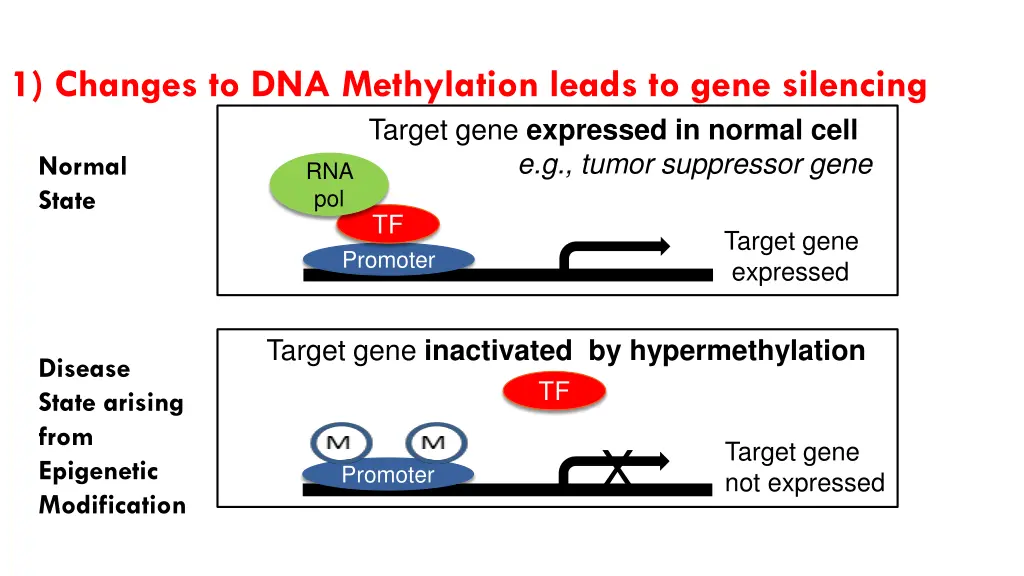 1 changes to dna methylation leads to gene