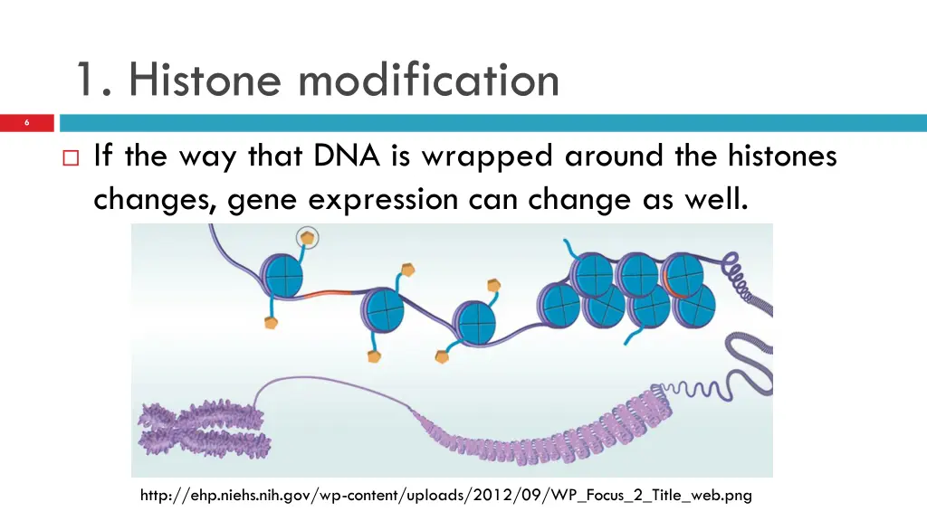 1 histone modification