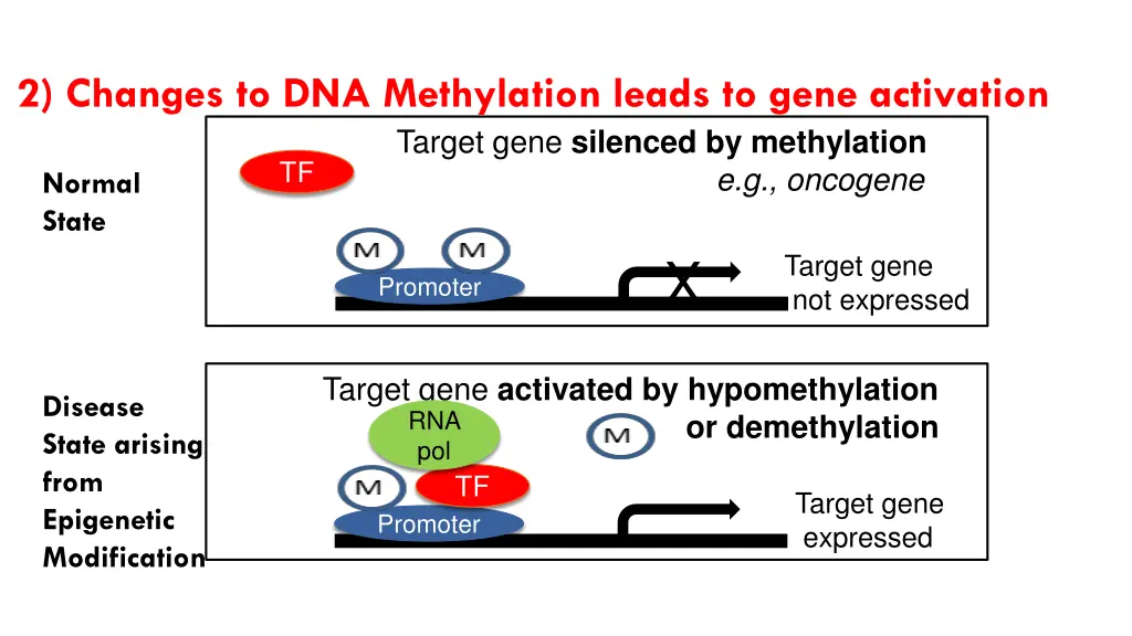 2 changes to dna methylation leads to gene