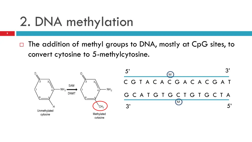 2 dna methylation