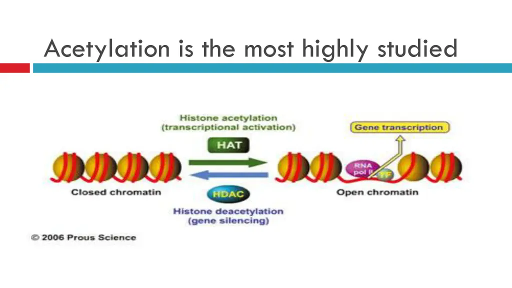 acetylation is the most highly studied