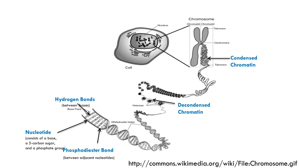 condensed chromatin