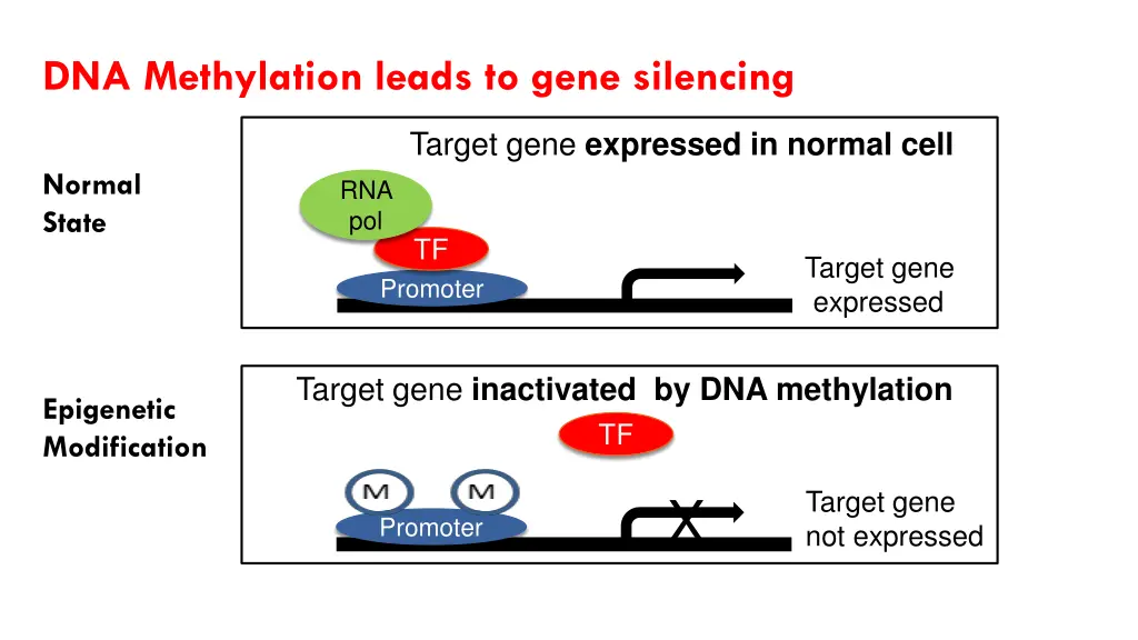 dna methylation leads to gene silencing