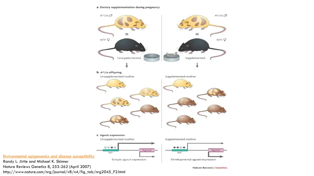 environmental epigenomics and disease