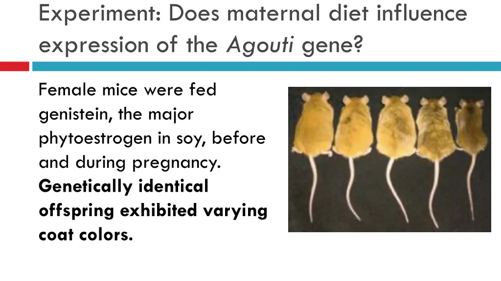 experiment does maternal diet influence