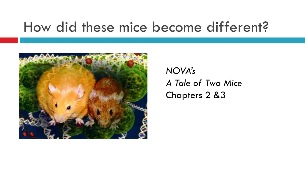 how did these mice become different